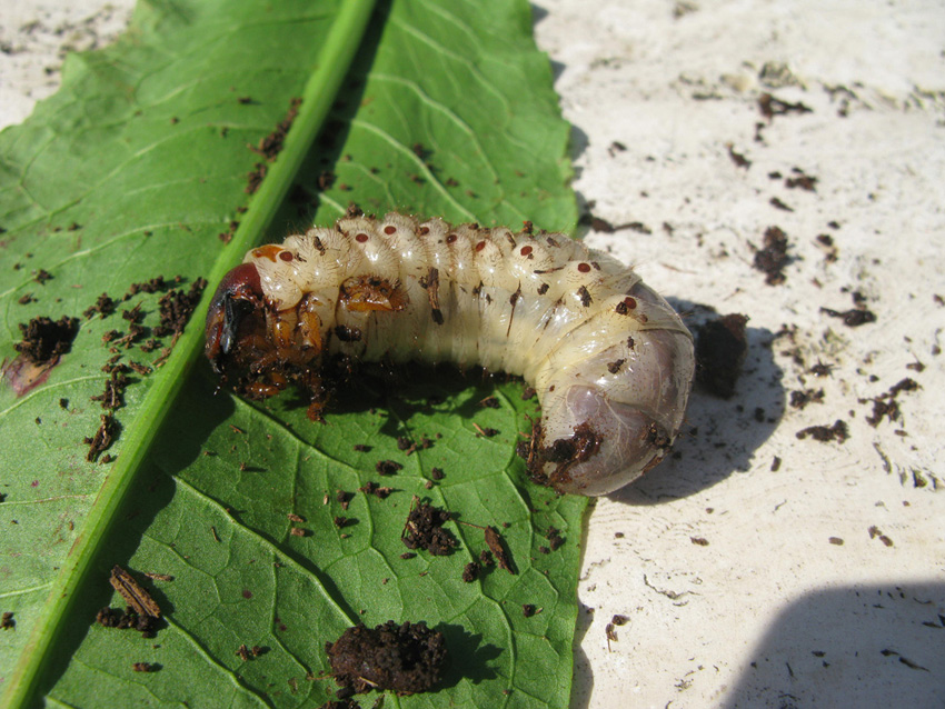 larva di Oryctes nasicornis